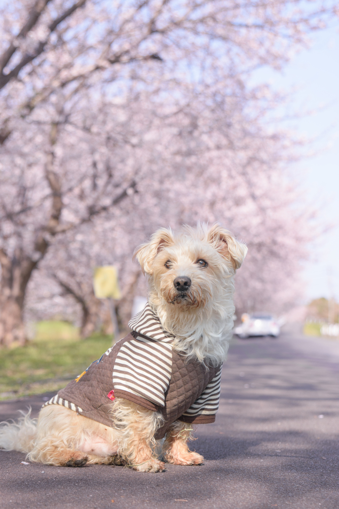 桜犬