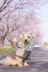 桜犬