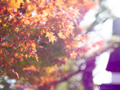 autumn kaleidoscope