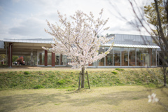 桜のポートレート