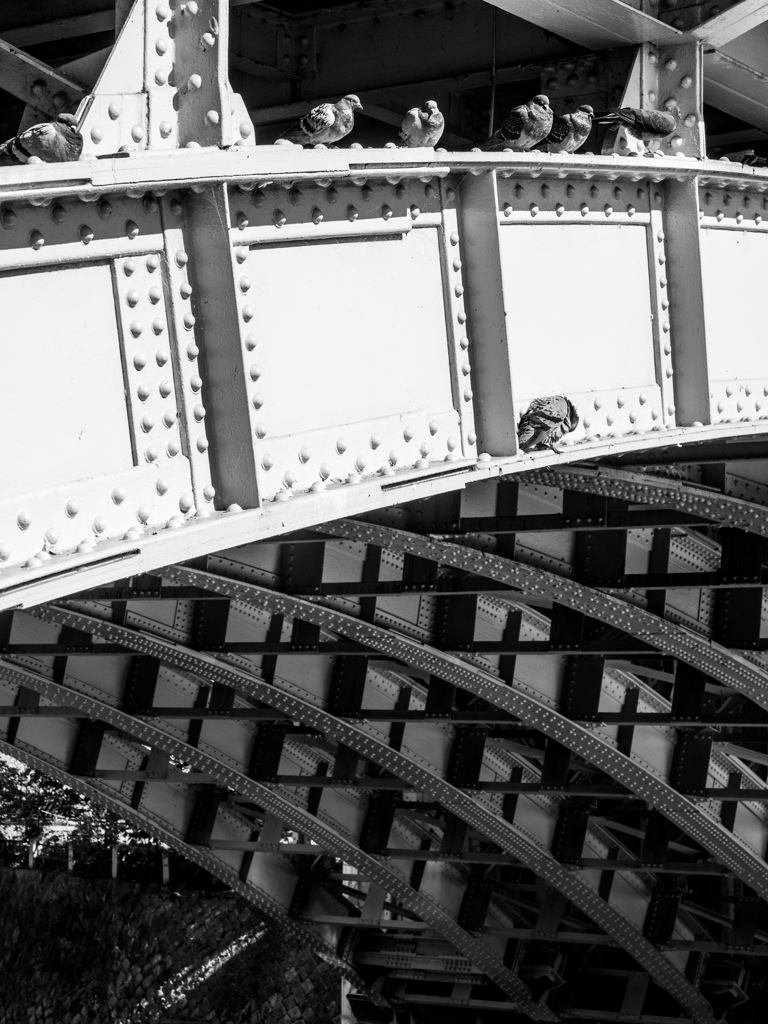 橋梁の鳩
