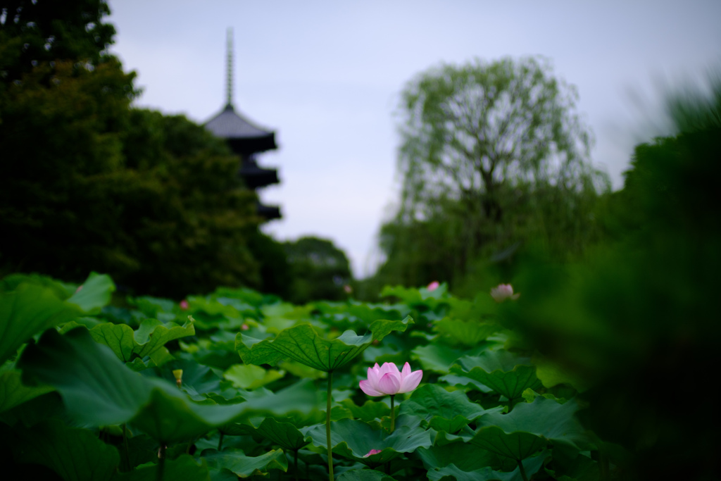 東寺の蓮