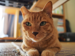 ホコリがついてます