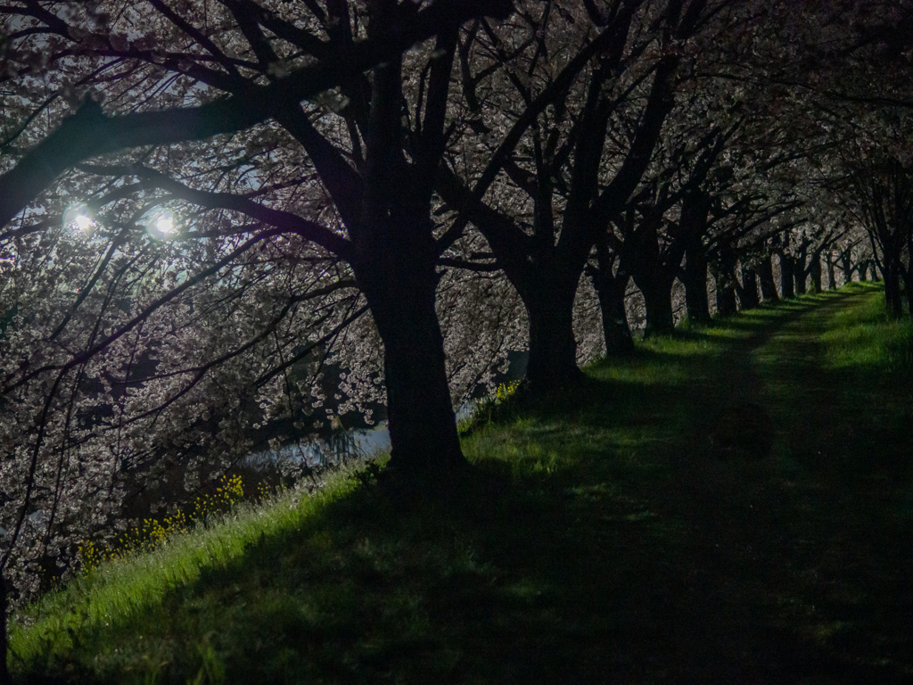 夜桜見物 #1