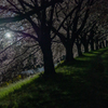 夜桜見物 #1