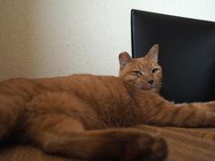 白と黒と茶トラ
