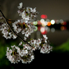夜桜見物 #2