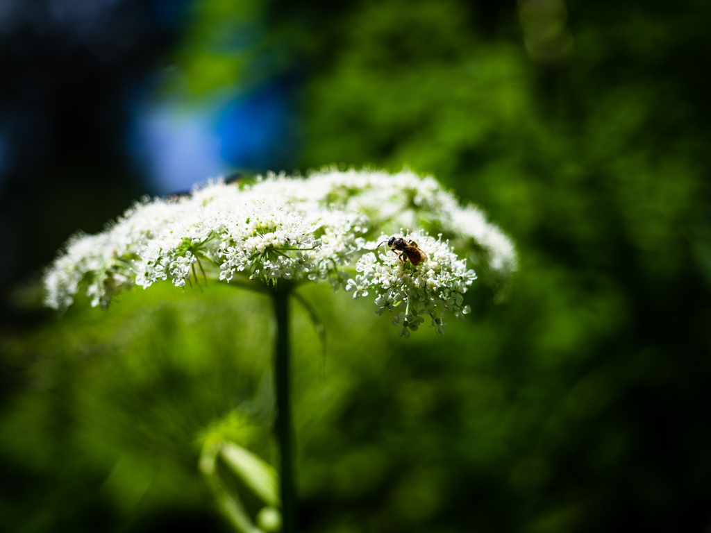 日盛りの花