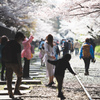 インクラインの桜