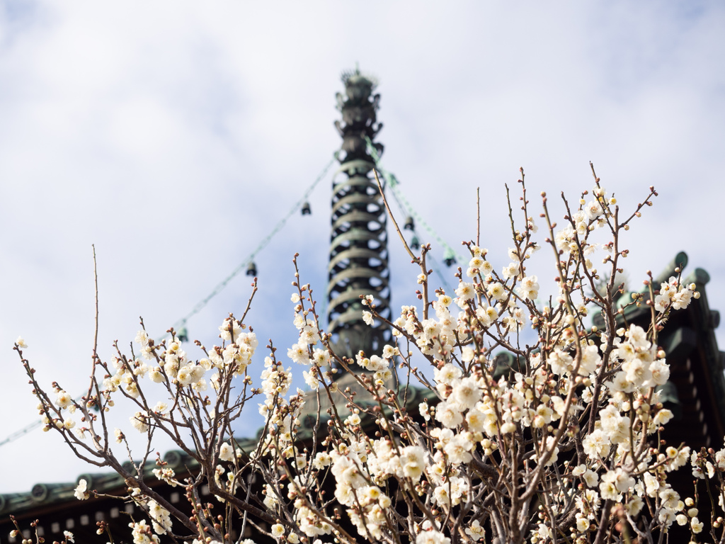 清凉寺の梅