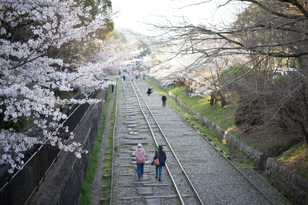 インクラインの桜