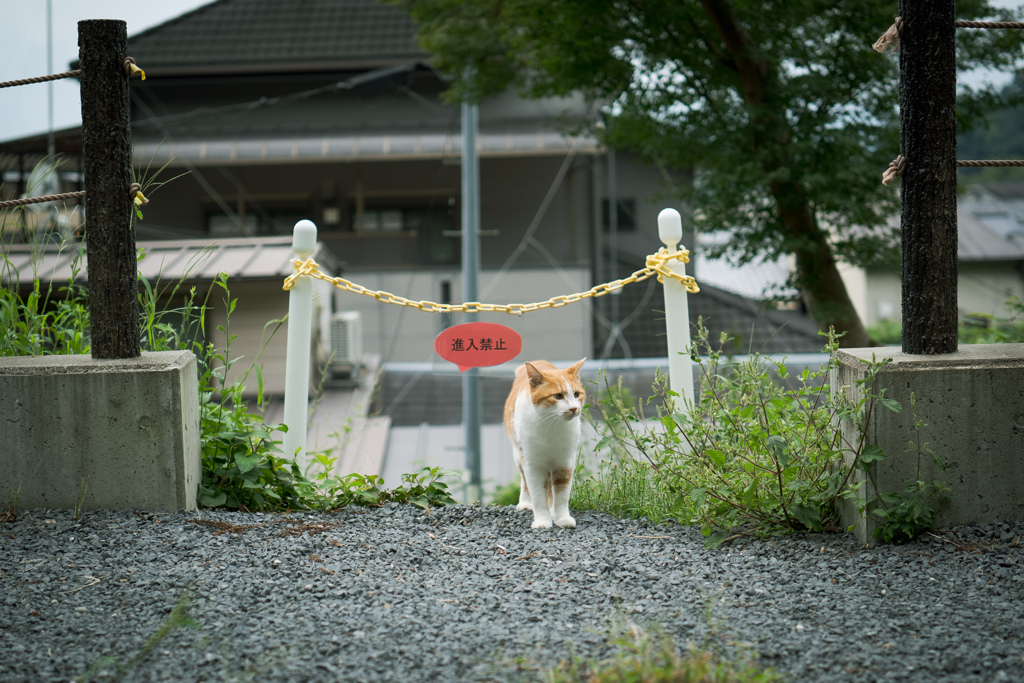 進入禁止
