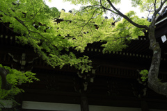 鮮緑