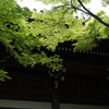 鮮緑