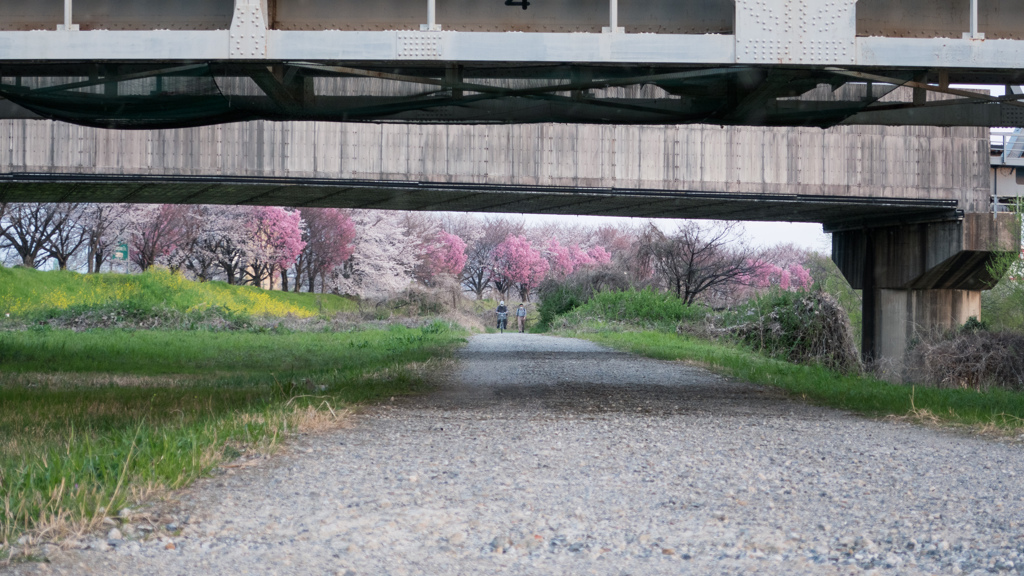 桜と鉄橋