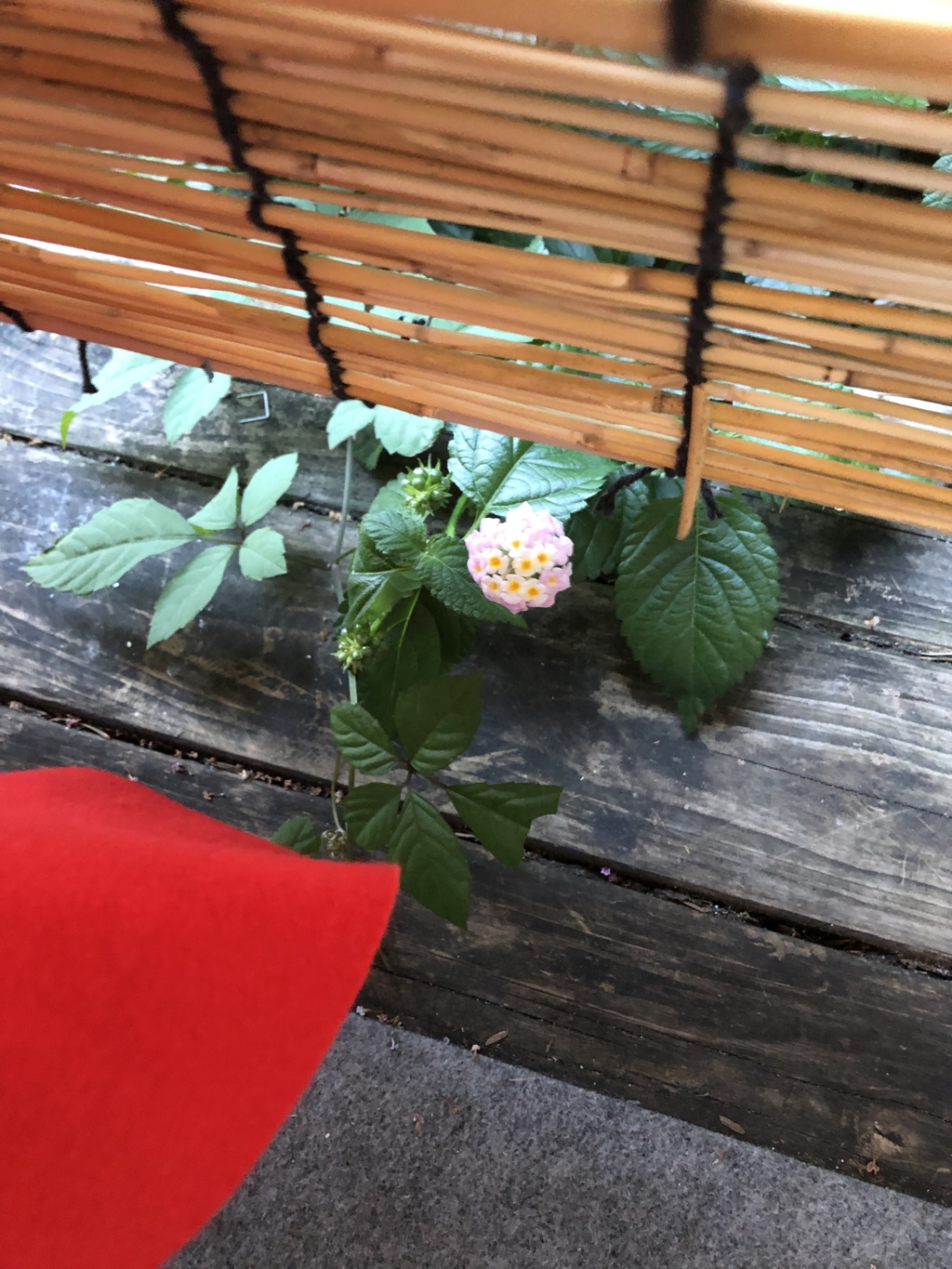 新京極六角公園