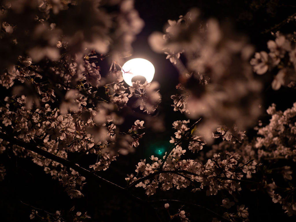 夜桜