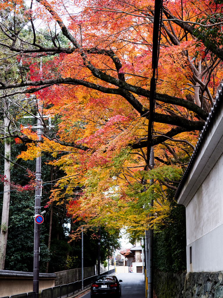 東福寺近くの紅葉