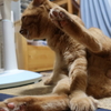 ファースト・ショット