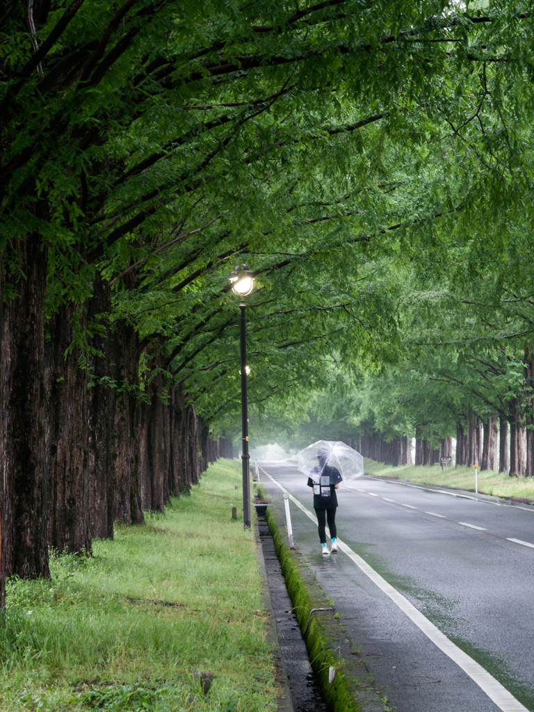 雨の並木道