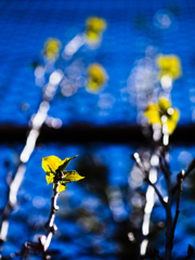 Yellow in Blue