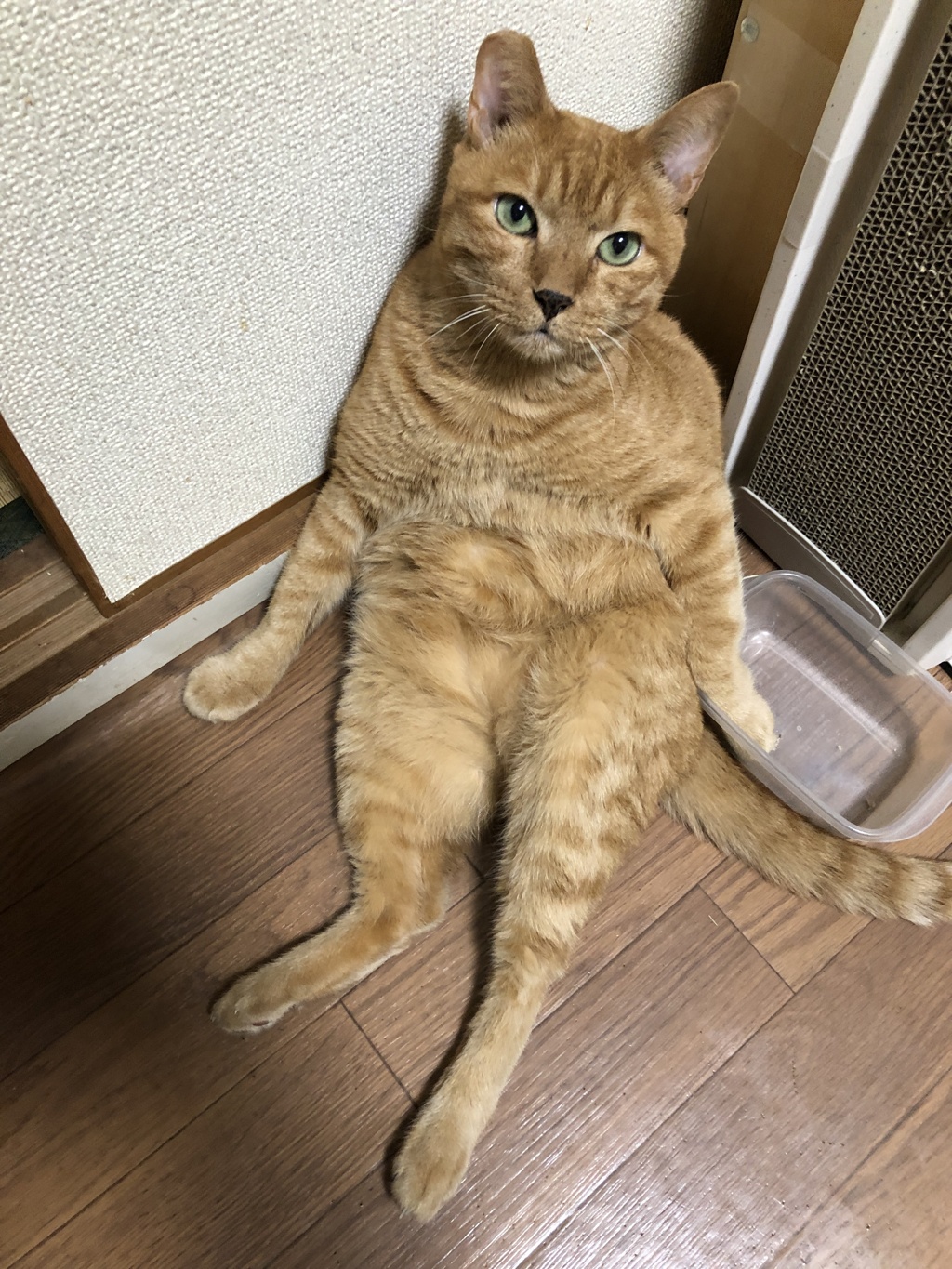 …着ぐるみでしたか