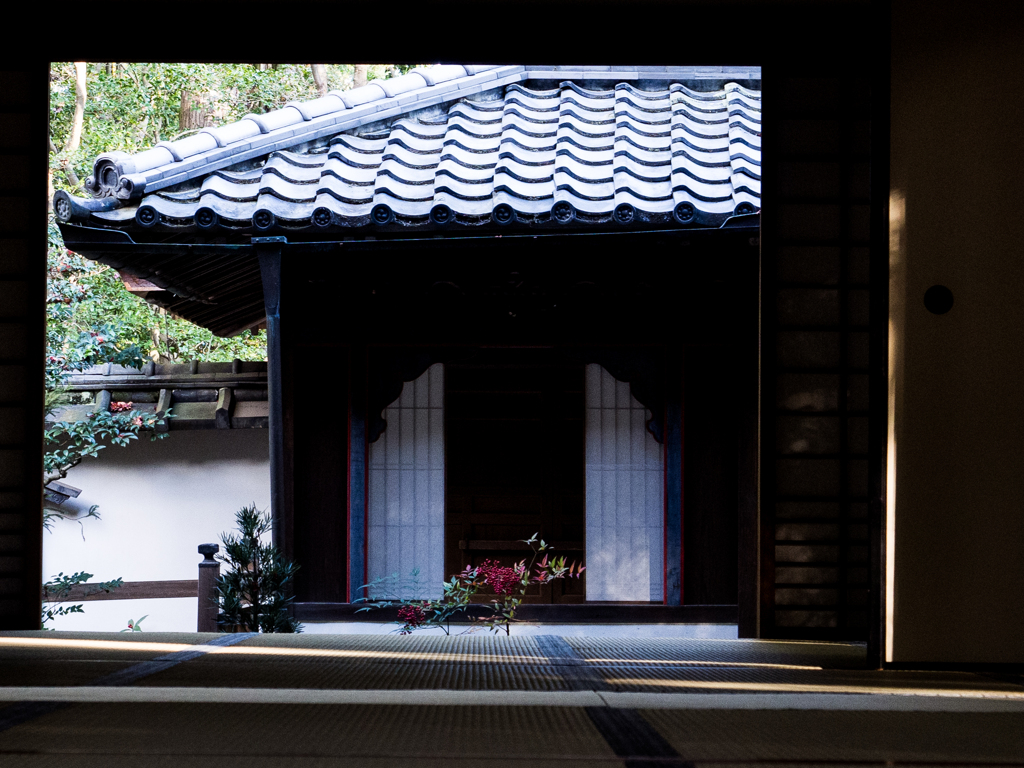 初冬の高桐院 #3