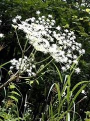 昼の花火 - 白