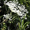昼の花火 - 白
