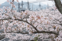 桜の波