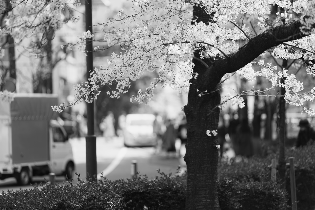 木屋町通の桜