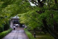 雨の舗道