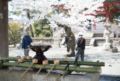 手水舎と桜