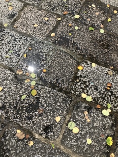 濡れ落ち葉