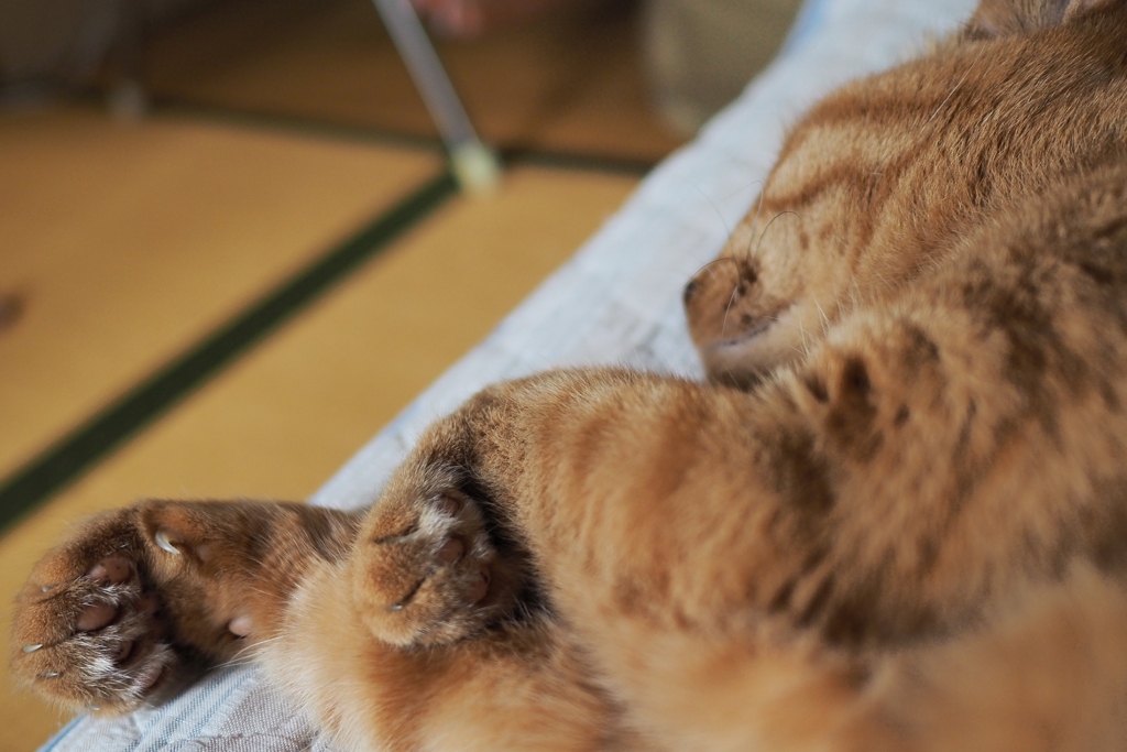 能ある猫は爪を隠す？
