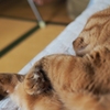 能ある猫は爪を隠す？