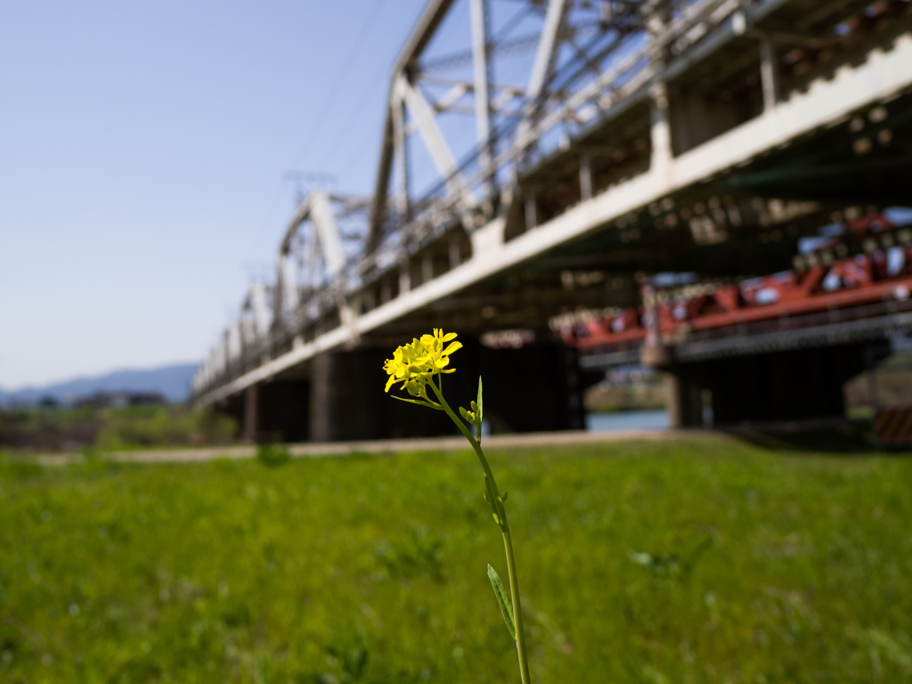 鉄と花