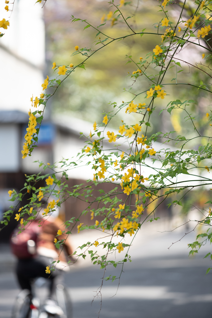 春風の花