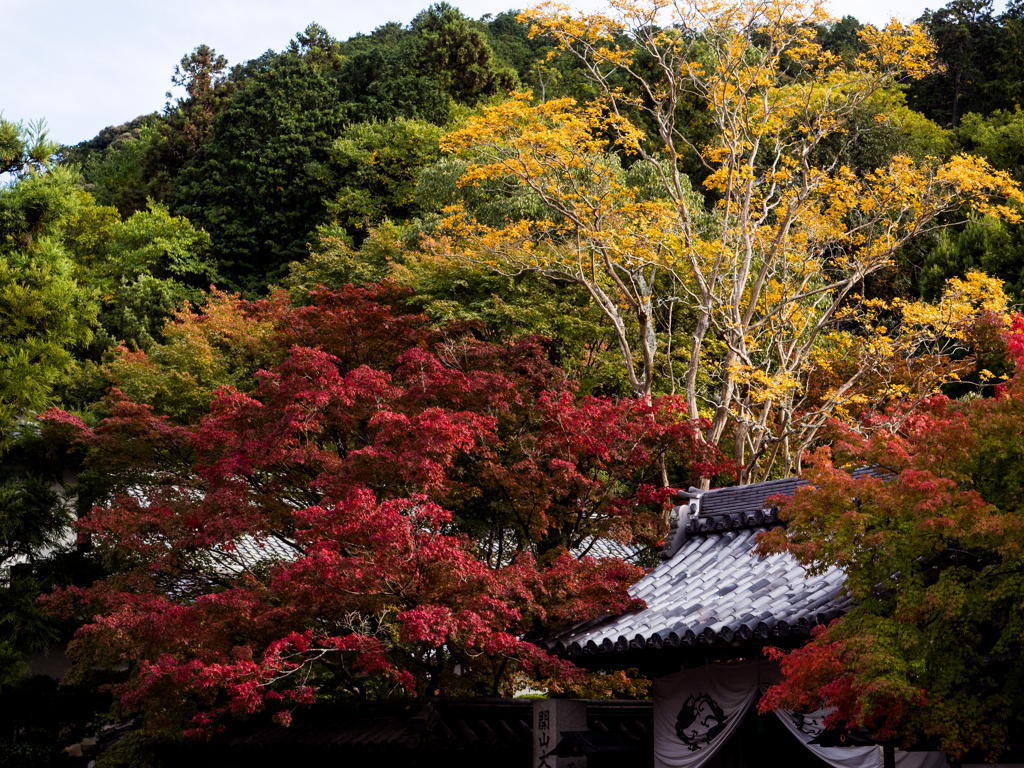 南禅寺の紅葉