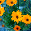 屋上の花