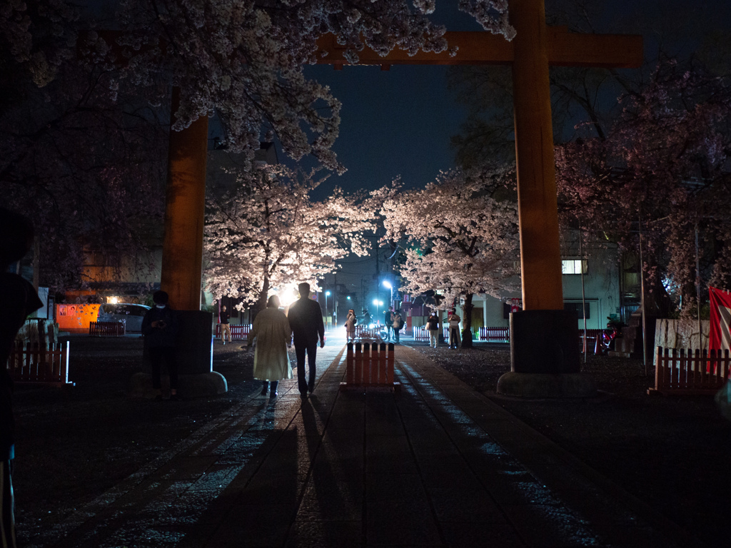 鳥居の桜