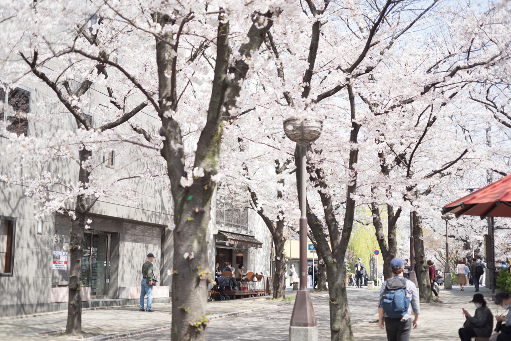 祇園界隈 桜並木