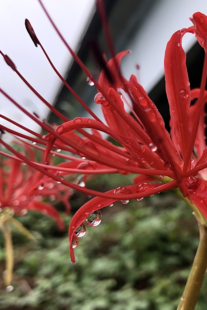 雨上がりの河畔