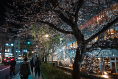 高瀬川の夜桜