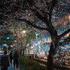 高瀬川の夜桜