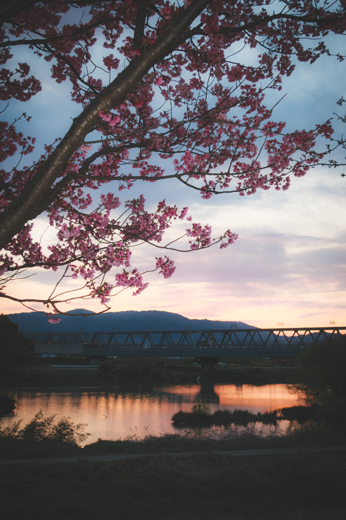 桜と鉄橋