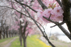 花曇り