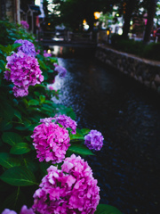川べりの紫陽花