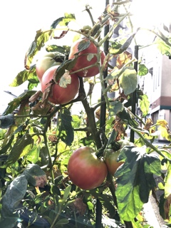 街角のトマト