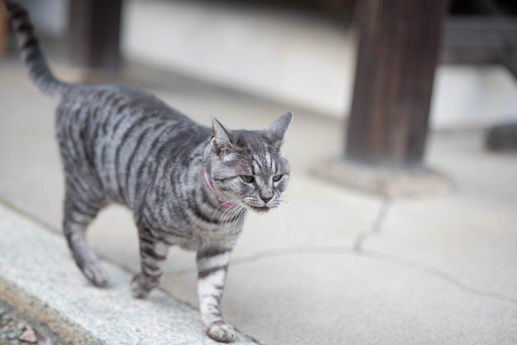 散歩の時間